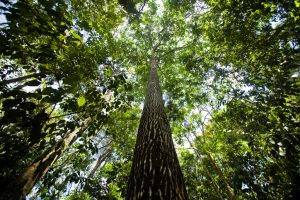 Proteção às Florestas no Brasil